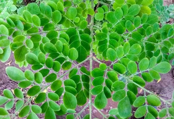 Moringa leaf